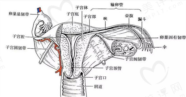 3d生物束带紧缩术原理