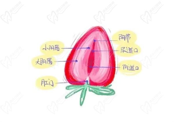 丽芙莎初恋针一针多少钱