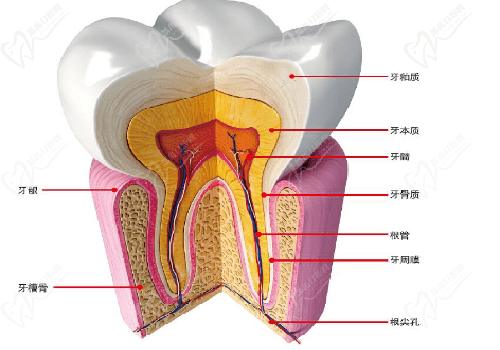 深圳牙齿结构图
