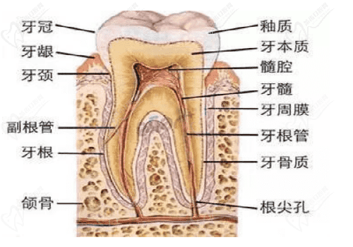 深圳牙齿结构图