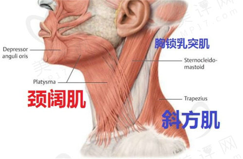 下颌缘提升和瘦脸的区别