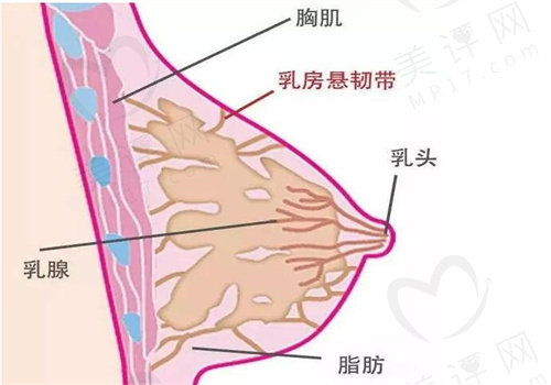 贵阳华美李如杰可开展6D内窥镜隆胸技术